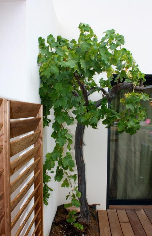 Sous Les Oliviers - Piscine Chauffee - Studios De Standing Tout-Equipes Saint-Maximin 部屋 写真
